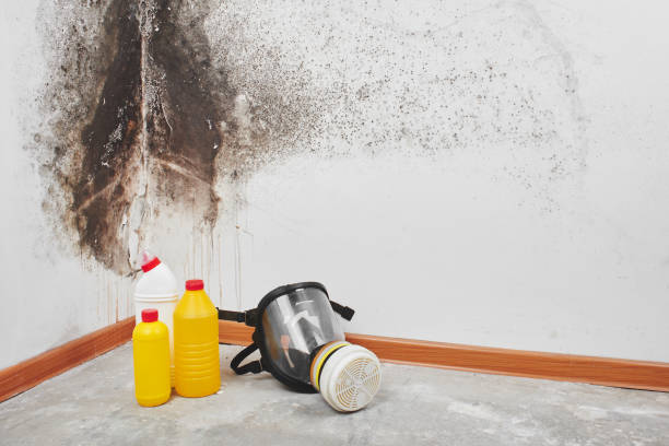 Best Basement Mold Remediation in North Plainfield, NJ
