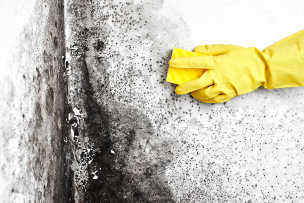 Best Post-Flood Mold Remediation in North Plainfield, NJ