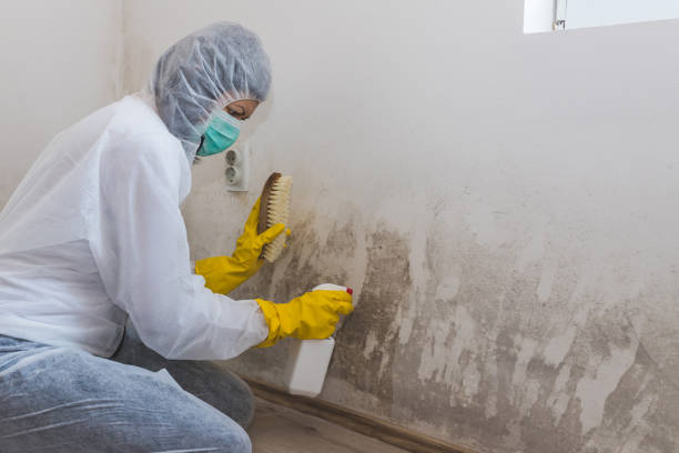 Best Black Mold Remediation in North Plainfield, NJ