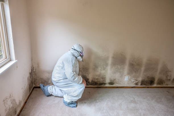 Best White Mold Remediation in North Plainfield, NJ