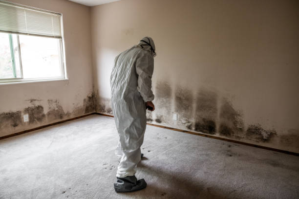 Best Residential Mold Remediation in North Plainfield, NJ