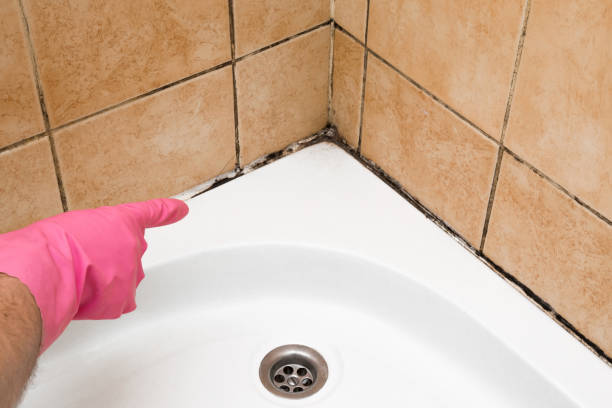 Trusted North Plainfield, NJ Mold Remediation Experts